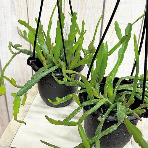 観葉植物　リプサリス ミクランサ 3.5号吊り鉢(個体おまかせ1鉢)　インテリアグリーン 室内園芸 おしゃれ 可愛い かわいい | 
