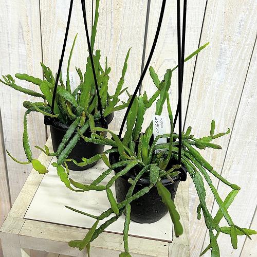 観葉植物　リプサリス ミクランサ 3.5号吊り鉢(個体おまかせ1鉢)　インテリアグリーン 室内園芸 おしゃれ 可愛い かわいい |  | 02