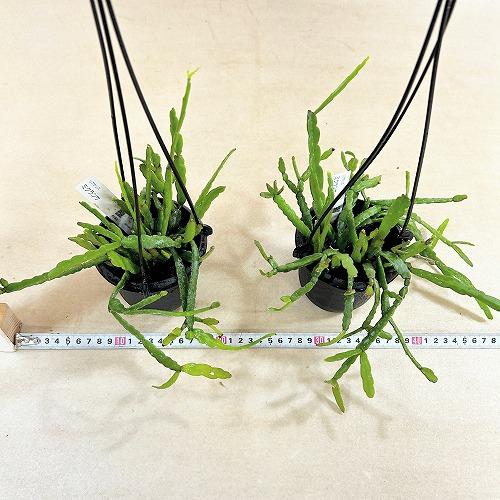 観葉植物　リプサリス ミクランサ 3.5号吊り鉢(個体おまかせ1鉢)　インテリアグリーン 室内園芸 おしゃれ 可愛い かわいい |  | 04