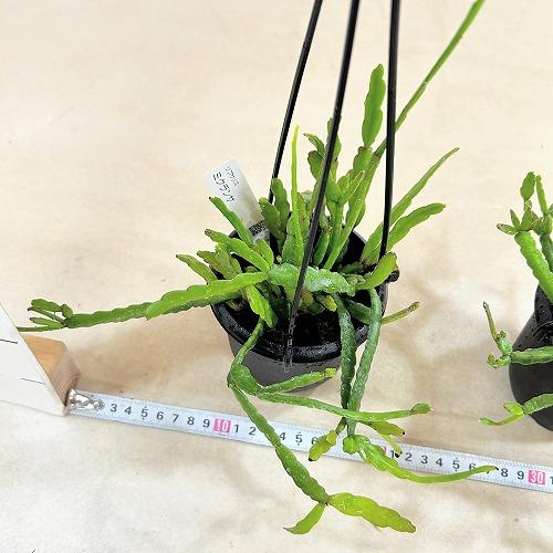 観葉植物　リプサリス ミクランサ 3.5号吊り鉢(個体おまかせ1鉢)　インテリアグリーン 室内園芸 おしゃれ 可愛い かわいい |  | 05