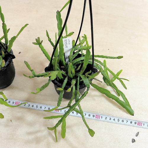 観葉植物　リプサリス ミクランサ 3.5号吊り鉢(個体おまかせ1鉢)　インテリアグリーン 室内園芸 おしゃれ 可愛い かわいい |  | 06