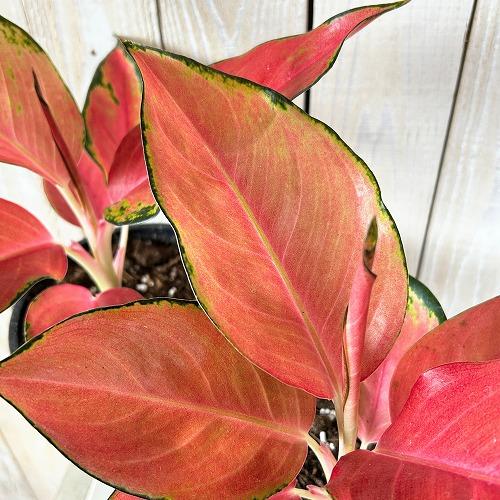 観葉植物 アグラオネマ ウェルシー 5号鉢(個体おまかせ1鉢) インテリア
