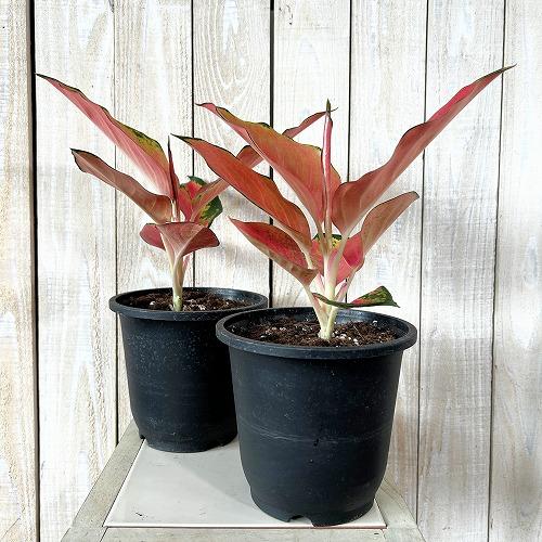 観葉植物 アグラオネマ ウェルシー 5号鉢(個体おまかせ1鉢) インテリア