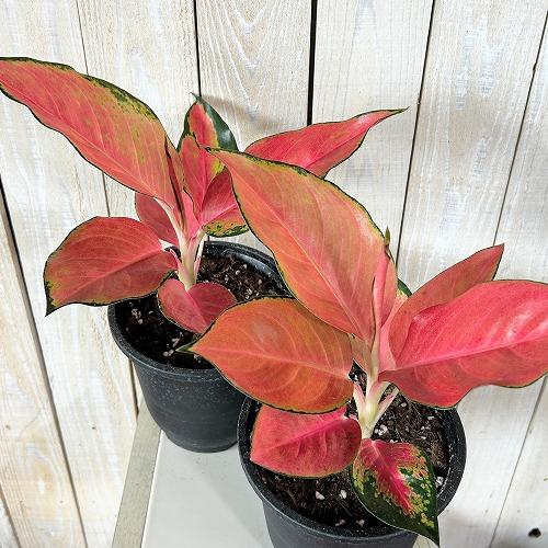 セラルンガ　赤　鉢　インテリア　観葉植物 観葉植物 アグラオネマ ウェルシー 5号鉢(個体おまかせ1鉢) インテリア