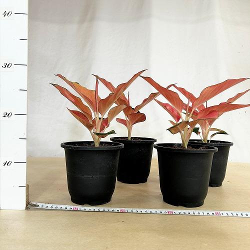 観葉植物 アグラオネマ ウェルシー 5号鉢(個体おまかせ1鉢) インテリア