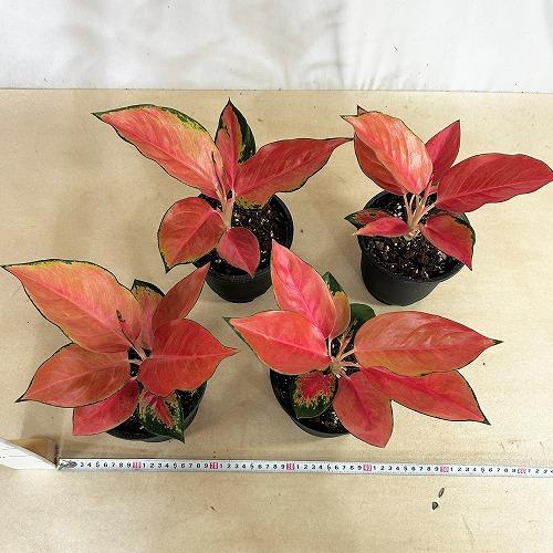 観葉植物 アグラオネマ ウェルシー 5号鉢(個体おまかせ1鉢) インテリア