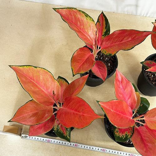 観葉植物 アグラオネマ ウェルシー 5号鉢(個体おまかせ1鉢) インテリア