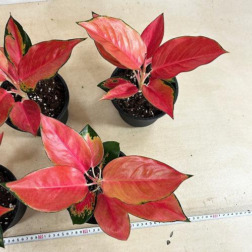 観葉植物 アグラオネマ ウェルシー 5号鉢(個体おまかせ1鉢) インテリア