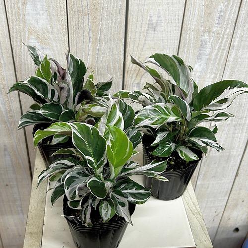 人気　カラテア ホワイトフュージョン 3号ポット(個体おまかせ1鉢)　観葉植物 インテリア おしゃれ 可愛い かわいい 希少種 レア 珍しい |  | 02