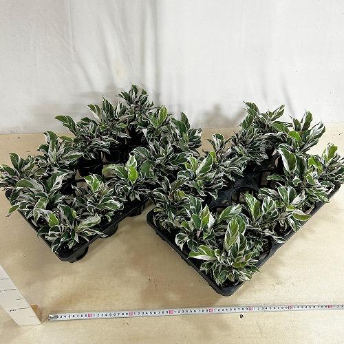 人気　カラテア ホワイトフュージョン 3号ポット(個体おまかせ1鉢)　観葉植物 インテリア おしゃれ 可愛い かわいい 希少種 レア 珍しい |  | 06