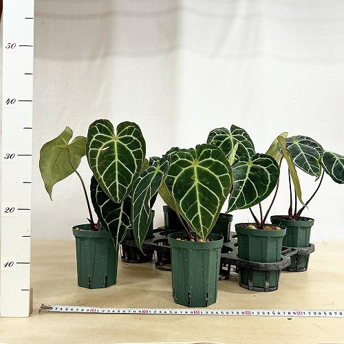 観葉植物 【赤縁・赤茎タイプ】アンスリウム クリスタリナム※傷みあり
