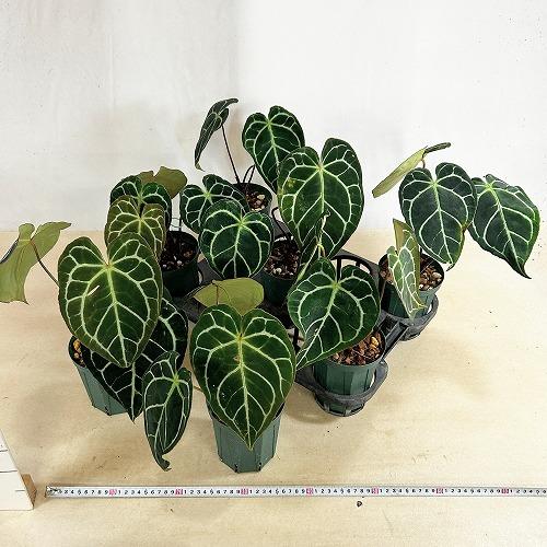 観葉植物　【赤縁・赤茎タイプ】アンスリウム クリスタリナム※傷みあり 4.5号硬質ポット(緑)(個体おまかせ1鉢)　インテリア 室内 おしゃれ 可愛い かわいい |  | 11