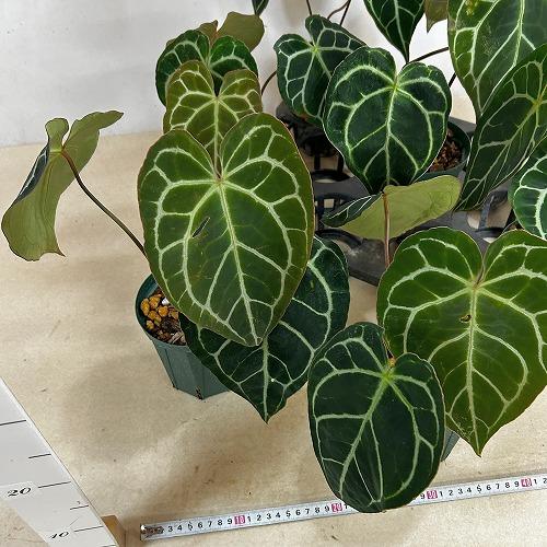 観葉植物　【赤縁・赤茎タイプ】アンスリウム クリスタリナム※傷みあり 4.5号硬質ポット(緑)(個体おまかせ1鉢)　インテリア 室内 おしゃれ 可愛い かわいい |  | 12