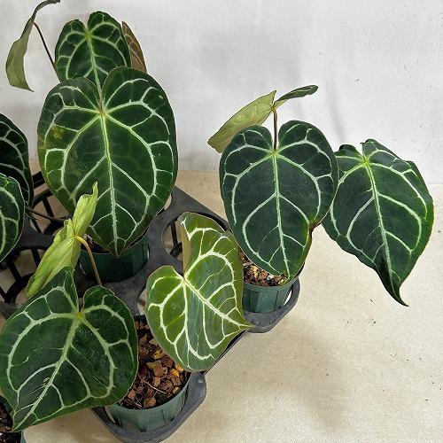 観葉植物 【赤縁・赤茎タイプ】アンスリウム クリスタリナム※傷みあり