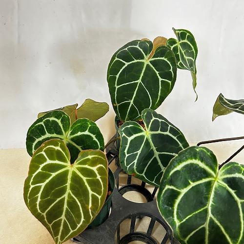 観葉植物　【赤縁・赤茎タイプ】アンスリウム クリスタリナム※傷みあり 4.5号硬質ポット(緑)(個体おまかせ1鉢)　インテリア 室内 おしゃれ 可愛い かわいい |  | 14