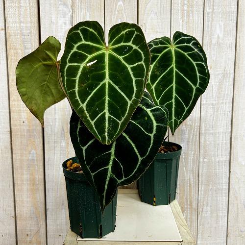 本日限定値下げ　アンスリウム　レッドクリスタリナム×アントラキー　4号 観葉植物 【赤縁・赤茎タイプ】アンスリウム クリスタリナム※傷みあり