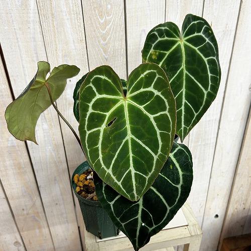 観葉植物　【赤縁・赤茎タイプ】アンスリウム クリスタリナム※傷みあり 4.5号硬質ポット(緑)(個体おまかせ1鉢)　インテリア 室内 おしゃれ 可愛い かわいい |  | 02