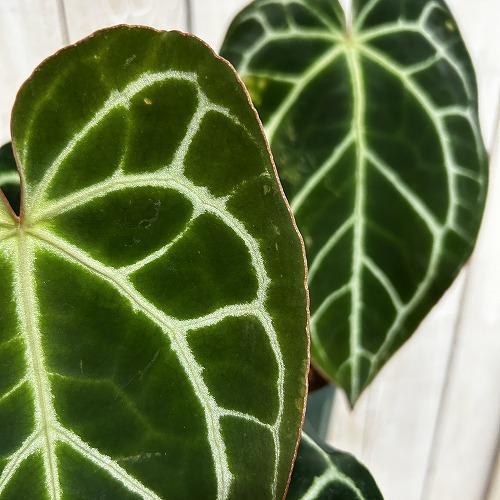 観葉植物　【赤縁・赤茎タイプ】アンスリウム クリスタリナム※傷みあり 4.5号硬質ポット(緑)(個体おまかせ1鉢)　インテリア 室内 おしゃれ 可愛い かわいい |  | 03