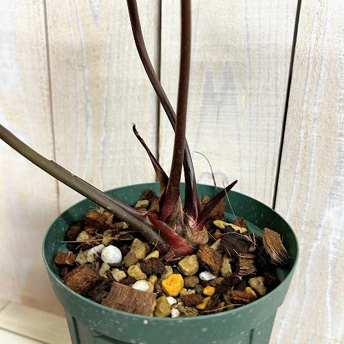 観葉植物 【赤縁・赤茎タイプ】アンスリウム クリスタリナム※傷みあり