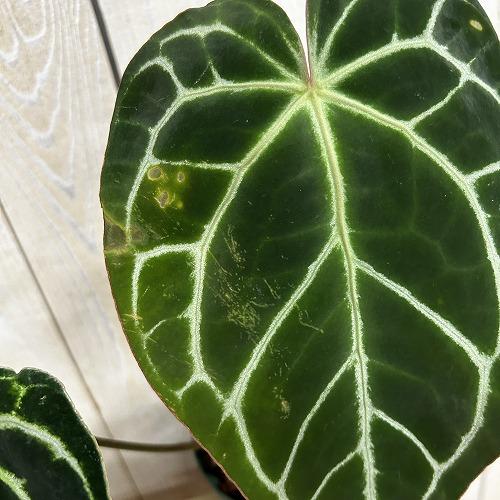 観葉植物　【赤縁・赤茎タイプ】アンスリウム クリスタリナム※傷みあり 4.5号硬質ポット(緑)(個体おまかせ1鉢)　インテリア 室内 おしゃれ 可愛い かわいい |  | 05