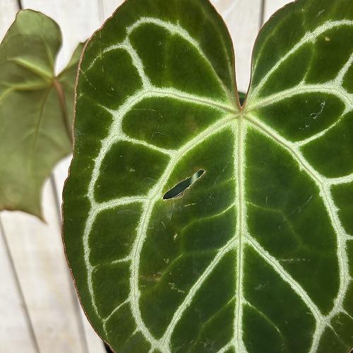 観葉植物　【赤縁・赤茎タイプ】アンスリウム クリスタリナム※傷みあり 4.5号硬質ポット(緑)(個体おまかせ1鉢)　インテリア 室内 おしゃれ 可愛い かわいい |  | 06