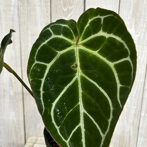 観葉植物　【赤縁・赤茎タイプ】アンスリウム クリスタリナム※傷みあり 4.5号硬質ポット(緑)(個体おまかせ1鉢)　インテリア 室内 おしゃれ 可愛い かわいい |  | 07