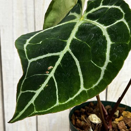 観葉植物 【赤縁・赤茎タイプ】アンスリウム クリスタリナム※傷みあり