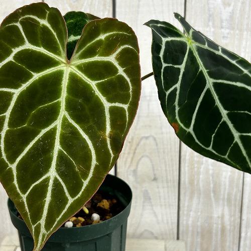 観葉植物　【赤縁・赤茎タイプ】アンスリウム クリスタリナム※傷みあり 4.5号硬質ポット(緑)(個体おまかせ1鉢)　インテリア 室内 おしゃれ 可愛い かわいい |  | 09