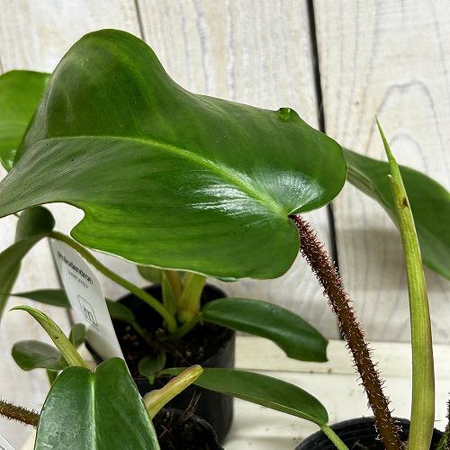観葉植物 フィロデンドロン スクアミフェルム(ワタスゲカズラ) 2.5号