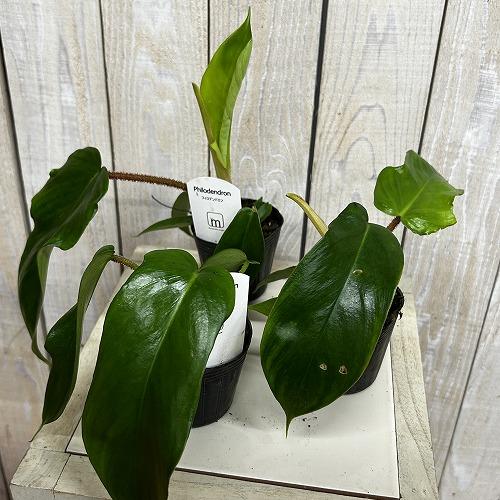 観葉植物 フィロデンドロン スクアミフェルム(ワタスゲカズラ) 2.5号