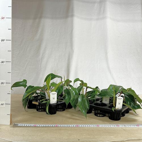 観葉植物 フィロデンドロン スクアミフェルム(ワタスゲカズラ) 2.5号
