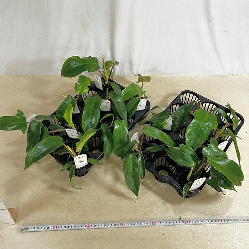 観葉植物 フィロデンドロン スクアミフェルム(ワタスゲカズラ) 2.5号