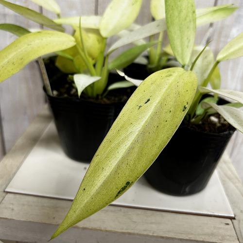 観葉植物 フィロデンドロン ホイップルウェイ 3号ポット(個体おまかせ1