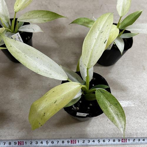 観葉植物 フィロデンドロン ホイップルウェイ 3号ポット(個体おまかせ1