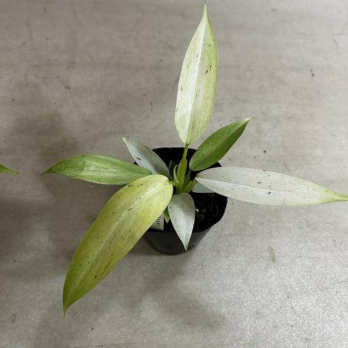 観葉植物 フィロデンドロン ホイップルウェイ 3号ポット(個体おまかせ1
