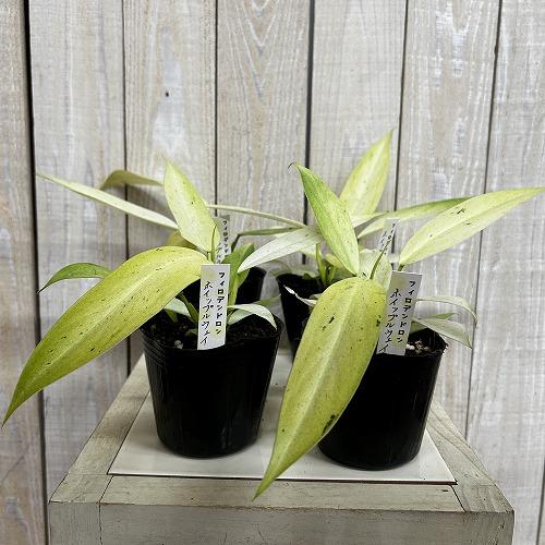 観葉植物 フィロデンドロン ホイップルウェイ 3号ポット(個体おまかせ1