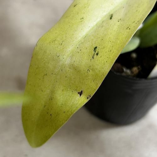 観葉植物 フィロデンドロン ホイップルウェイ 3号ポット(個体おまかせ1