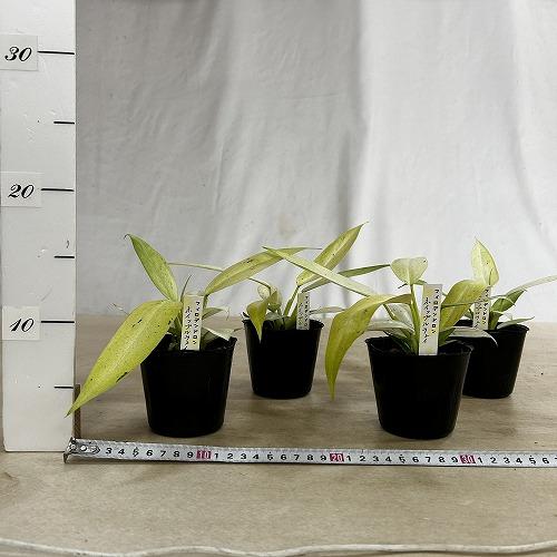観葉植物 フィロデンドロン ホイップルウェイ 3号ポット(個体おまかせ1