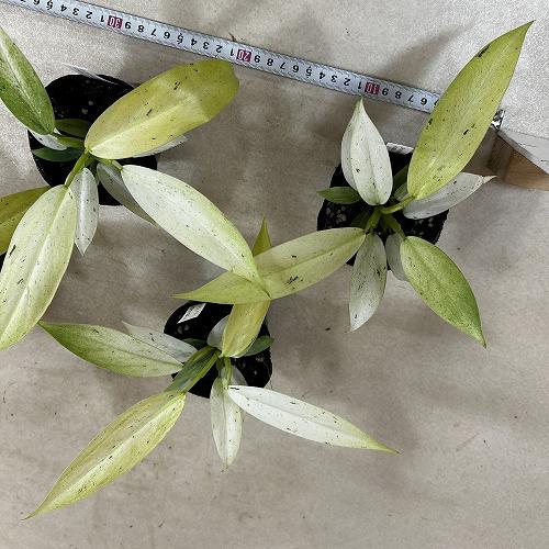 観葉植物 フィロデンドロン ホイップルウェイ 3号ポット(個体おまかせ1