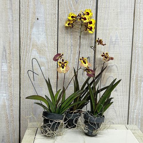 洋ラン　【黄色系】オンシジューム トルムニア※花無しの可能性あり 吊り具付き(個体おまかせ1鉢)　インテリア 室内 おしゃれ 可愛い かわいい |  | 01