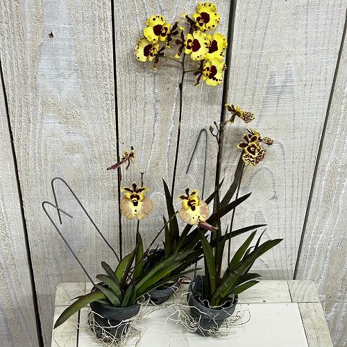 洋ラン　【黄色系】オンシジューム トルムニア※花無しの可能性あり 吊り具付き(個体おまかせ1鉢)　インテリア 室内 おしゃれ 可愛い かわいい |  | 02