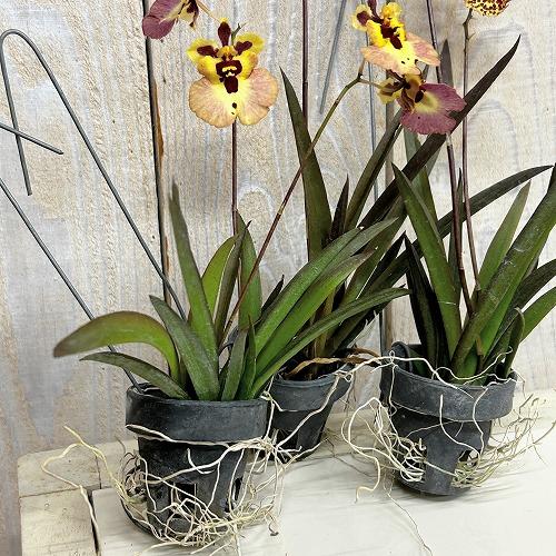 洋ラン　【黄色系】オンシジューム トルムニア※花無しの可能性あり 吊り具付き(個体おまかせ1鉢)　インテリア 室内 おしゃれ 可愛い かわいい |  | 03
