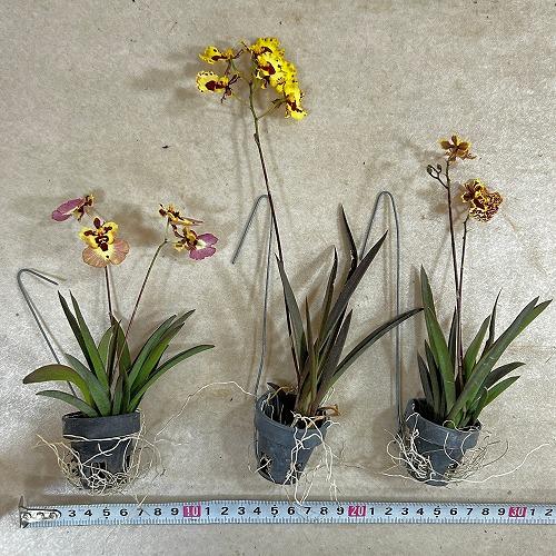 洋ラン　【黄色系】オンシジューム トルムニア※花無しの可能性あり 吊り具付き(個体おまかせ1鉢)　インテリア 室内 おしゃれ 可愛い かわいい |  | 04
