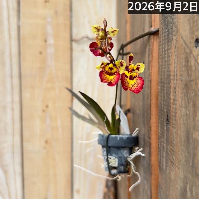 洋ラン　【黄色系】オンシジューム トルムニア※花無しの可能性あり 吊り具付き(個体おまかせ1鉢)　インテリア 室内 おしゃれ 可愛い かわいい |  | 05