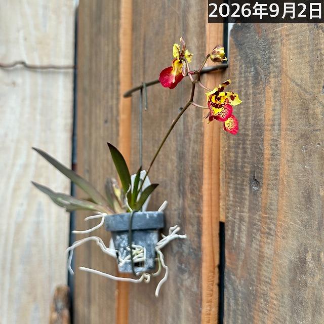 洋ラン　【黄色系】オンシジューム トルムニア※花無しの可能性あり 吊り具付き(個体おまかせ1鉢)　インテリア 室内 おしゃれ 可愛い かわいい |  | 06
