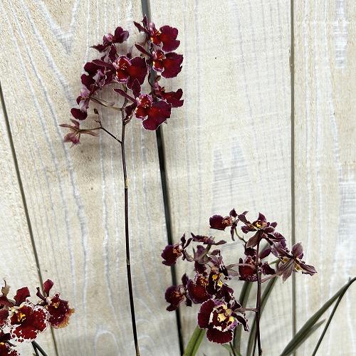 洋ラン　【赤色系】オンシジューム トルムニア※花無しの可能性あり 吊り具付き(個体おまかせ1鉢)　インテリア 室内 おしゃれ 可愛い かわいい | 