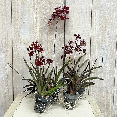 洋ラン　【赤色系】オンシジューム トルムニア※花無しの可能性あり 吊り具付き(個体おまかせ1鉢)　インテリア 室内 おしゃれ 可愛い かわいい |  | 01