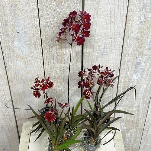 洋ラン　【赤色系】オンシジューム トルムニア※花無しの可能性あり 吊り具付き(個体おまかせ1鉢)　インテリア 室内 おしゃれ 可愛い かわいい |  | 02