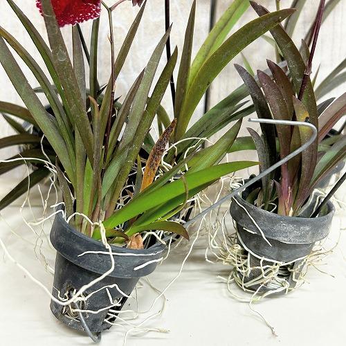 洋ラン　【赤色系】オンシジューム トルムニア※花無しの可能性あり 吊り具付き(個体おまかせ1鉢)　インテリア 室内 おしゃれ 可愛い かわいい |  | 03