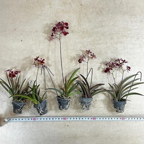 洋ラン　【赤色系】オンシジューム トルムニア※花無しの可能性あり 吊り具付き(個体おまかせ1鉢)　インテリア 室内 おしゃれ 可愛い かわいい |  | 04